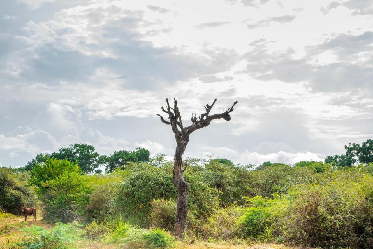 Yala Wild Hut - Yala Hotel Tissamaharama Buitenkant foto