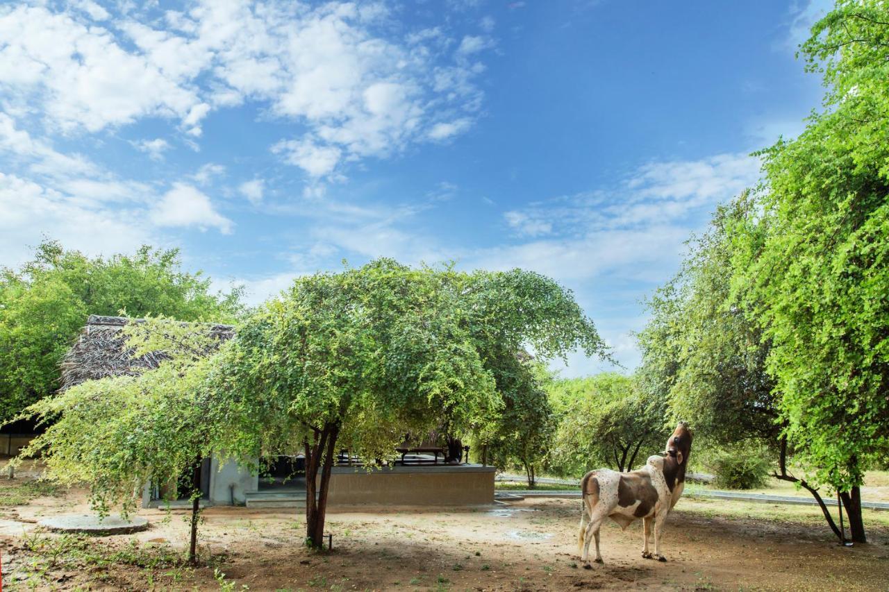 Yala Wild Hut - Yala Hotel Tissamaharama Buitenkant foto