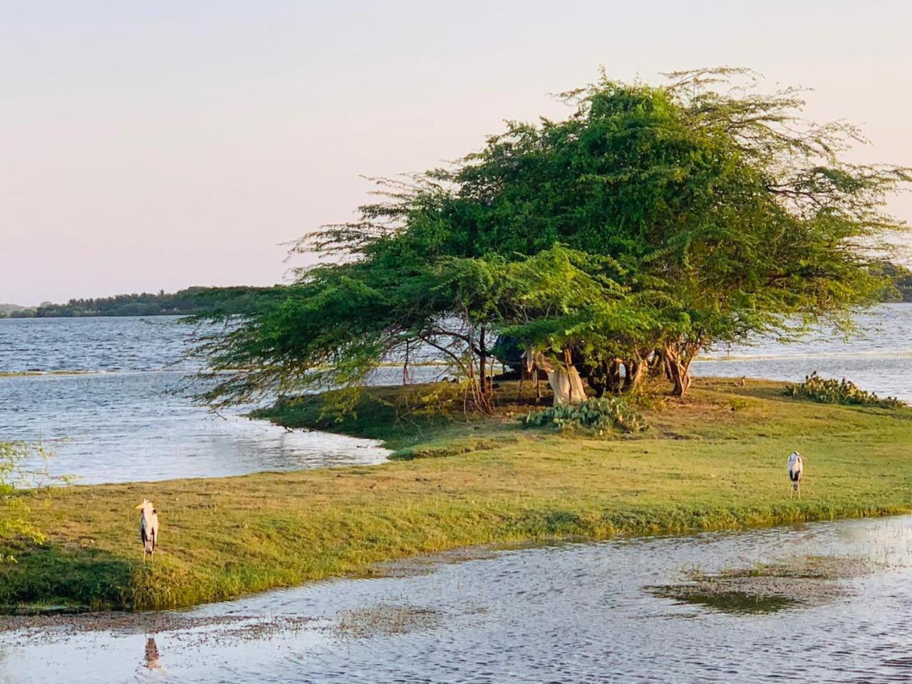 Yala Wild Hut - Yala Hotel Tissamaharama Buitenkant foto